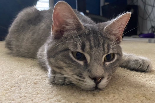 Adopt a Cat Left