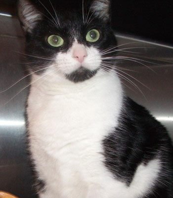 Image of a black and white long-haired cat with a link inviting our readers to learn more about

                  what to expect when you become a foster home for rescue animals.