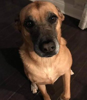 Image of a black dog and a link inviting our readers to fill out an application

                   to become a foster home for rescue animals with the St. Tammany Animal Resource Team